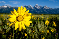 Wildflowers at Grand Teton National Park