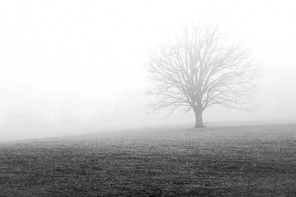 Mist Tree