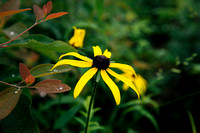 Richland Creek Wilderness